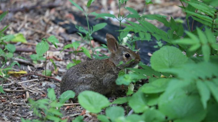 Alarma en Colorado: Virus provoca 'conejos Frankenstein' con tentáculos