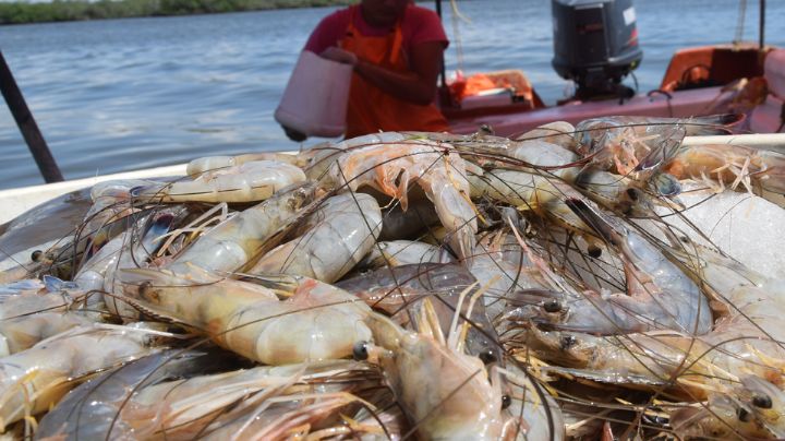Preocupa a pescadores ribereños próxima temporada camaronera en Guaymas y Empalme