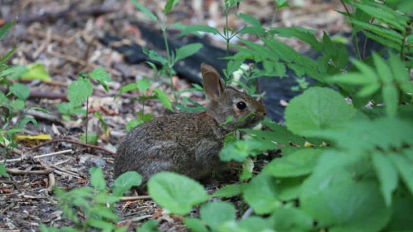 Alarma en Colorado: Virus provoca 'conejos Frankenstein' con tentáculos