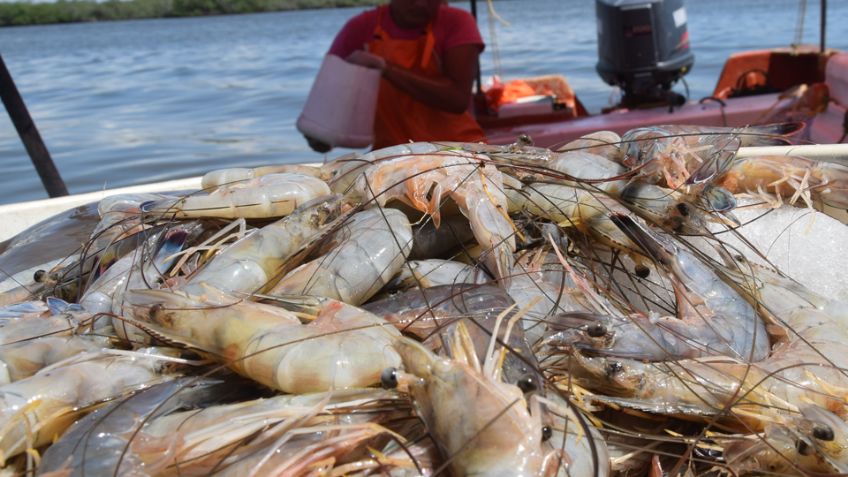 Preocupa a pescadores ribereños próxima temporada camaronera en Guaymas y Empalme