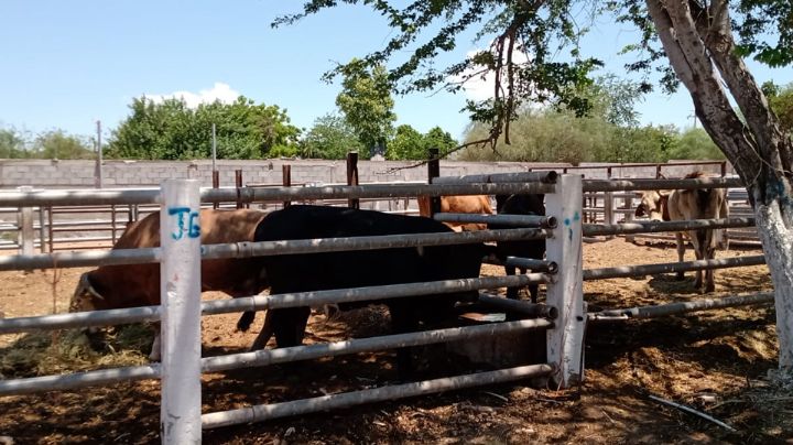 Crisis por sequía: El hato ganadero se agota en valle Guaymas y Empalme