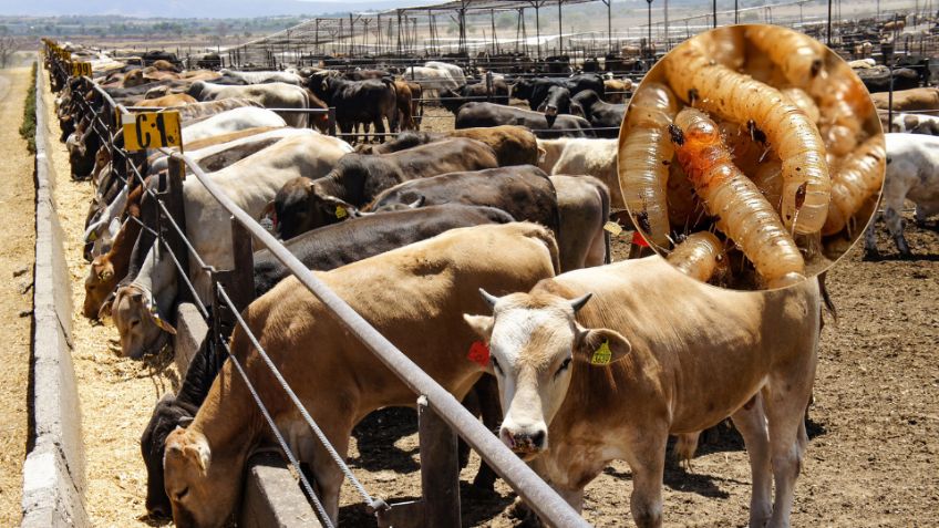 ¿Reanudan exportaciones? México y EU pactan plan binacional contra gusano barrenador del ganado