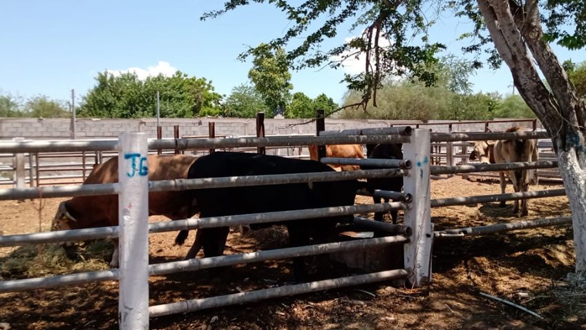 Crisis por sequía: El hato ganadero se agota en valle Guaymas y Empalme