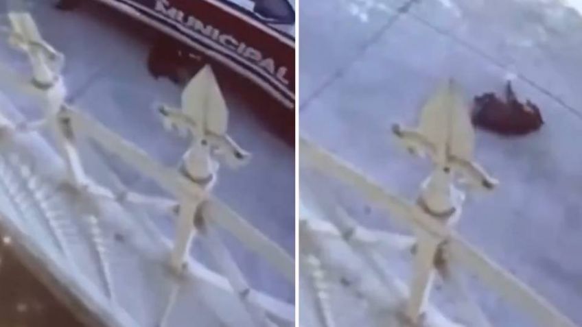 Destituyen de su cargo a policías municipales por arrollar y matar a un perro en Puebla