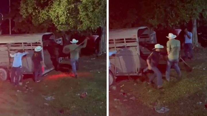 VIDEO: Golpean salvajemente a un caballo al término de una cabalgata en Quintana Roo