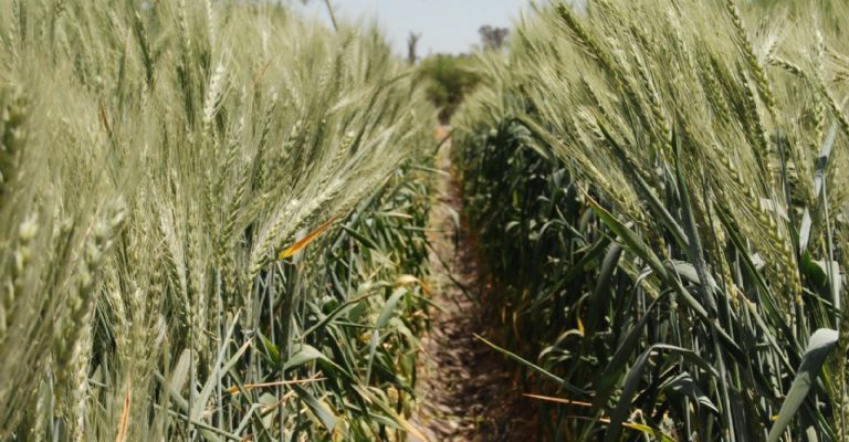 convocatoria de apoyos 2025 para productores de trigo