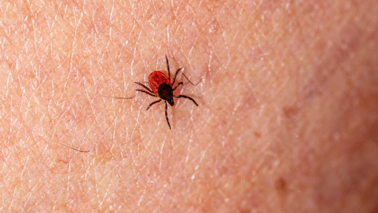 Los casos siguen presentándose 