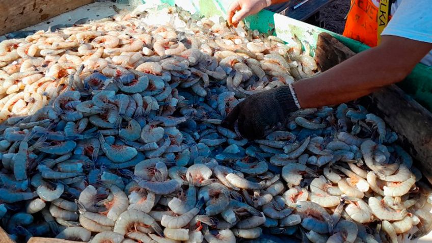 Crisis en sector pesquero de Guaymas por "depredación" de camarón; buscan opciones para salvar actividad