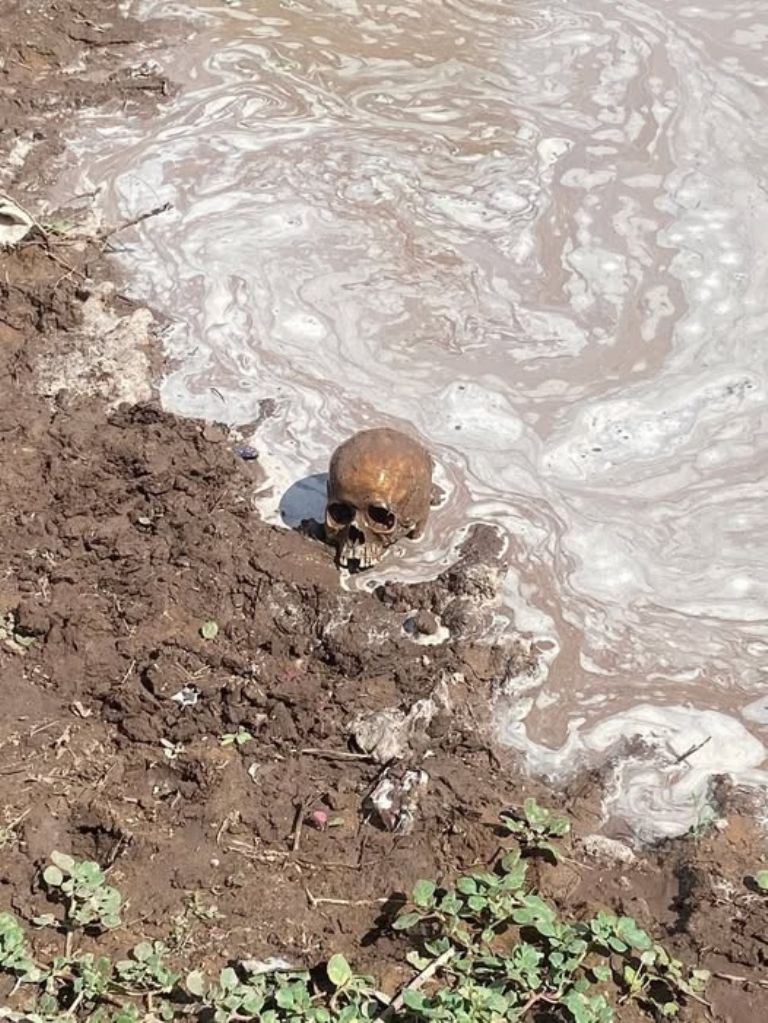 Encontraron un cráneo 