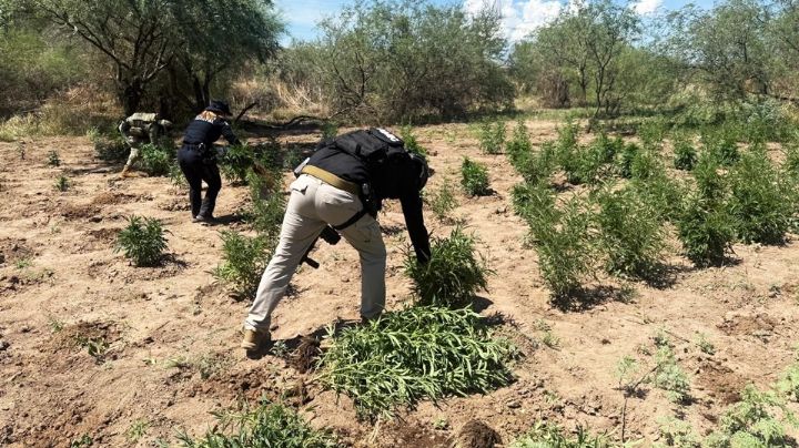 Destruyen campo con 500 plantas marihuana al norte de Sonora; hay un hombre detenido