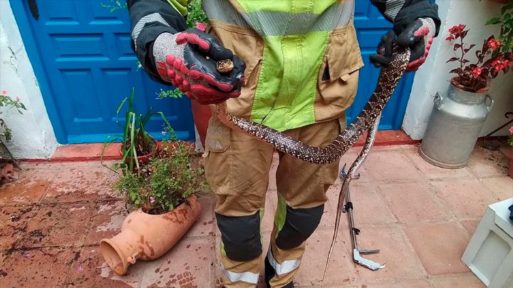 Bomberos de Hermosillo atienden más de 180 reportes de animales silvestres en zonas urbanas