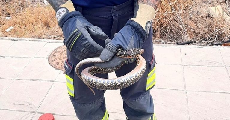Bomberos de Hermosillo atiende los reportes de serpientes en casa