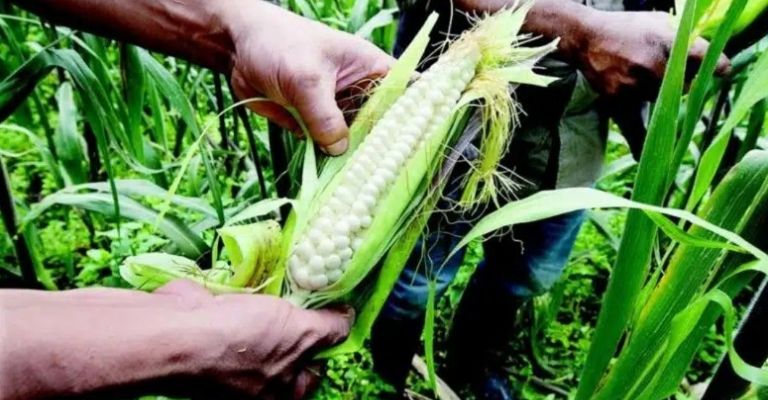 Altas temperaturas impactan producción de maíz en Chiapas