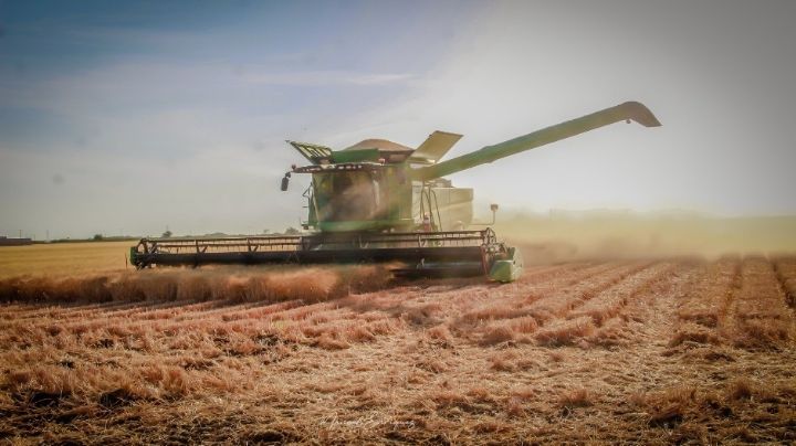 Impulsa Gobierno de Sonora apoyo emergente para productores de trigo cristalino