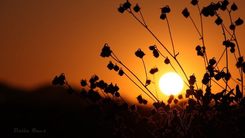 Clima extremo en Ciudad Obregón HOY miércoles: Se esperan hasta 46°C de sensación térmica