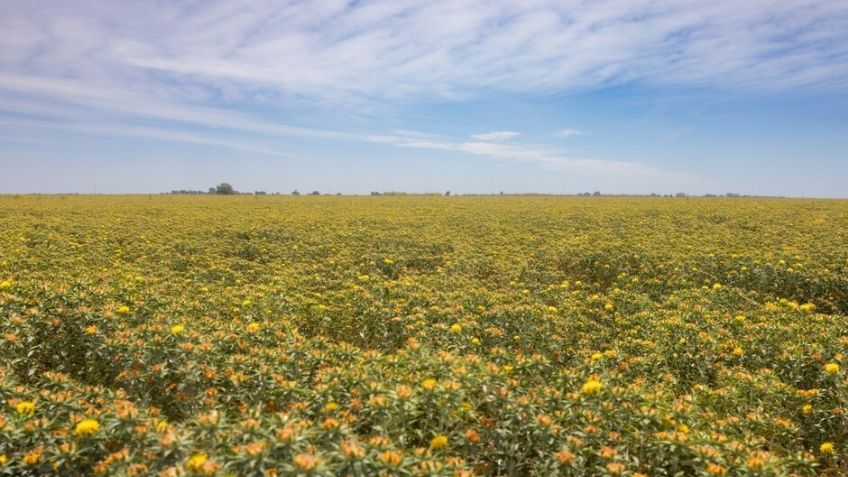 Invitan a productores de Sonora a registrarse en programa de reconversión de cultivos