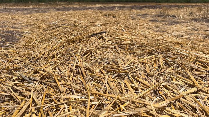 Productores del Valle del Yaqui, en alerta por "pobre" almacenamiento en presas del Río Yaqui