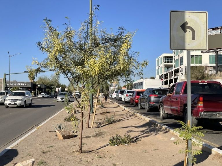 Aseguran que hay algunas vialidades con árboles en mal estado 