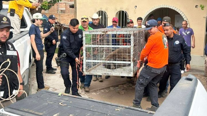 VIDEO: Rescatan a oso atrapado en árbol de Agua Prieta, Sonora; así fue el operativo