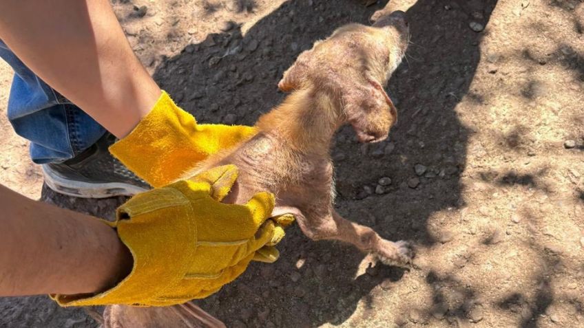 Maltrato animal: Rescatan a 31 aves y 11 perros desnutridos en domicilio de Guaymas