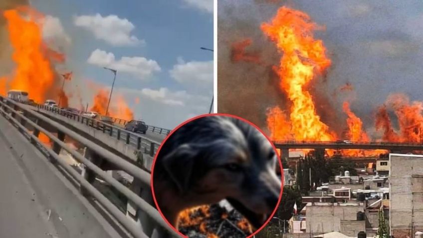 Explosión en Iztapalapa: Rescatan a perro y paloma con quemaduras tras el fatal incidente