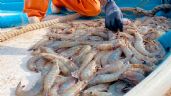 Foto ilustrativa de la nota titulada: Inicia la temporada de camarón en Guaymas y Empalme con expectativa de buenas tallas
