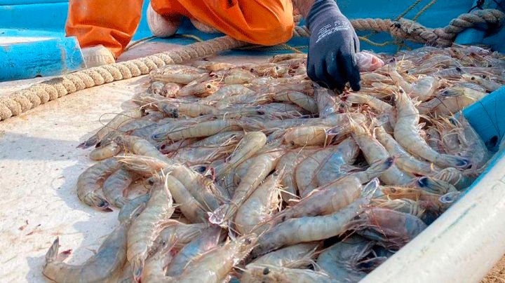 Inicia la temporada de camarón en Guaymas y Empalme con expectativa de buenas tallas