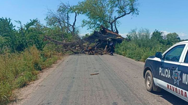 Caída de viejo álamo deja sin acceso, sin luz y sin agua a pobladores de Tesia en Navojoa