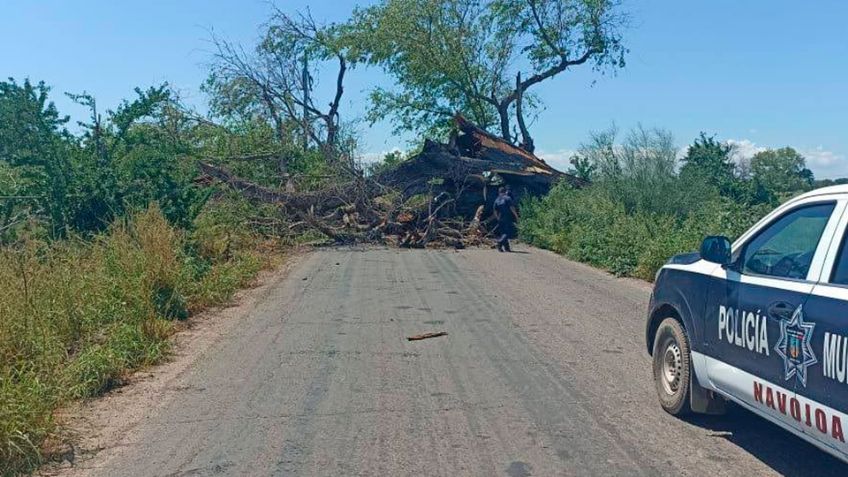 Caída de viejo álamo deja sin acceso, sin luz y sin agua a pobladores de Tesia en Navojoa