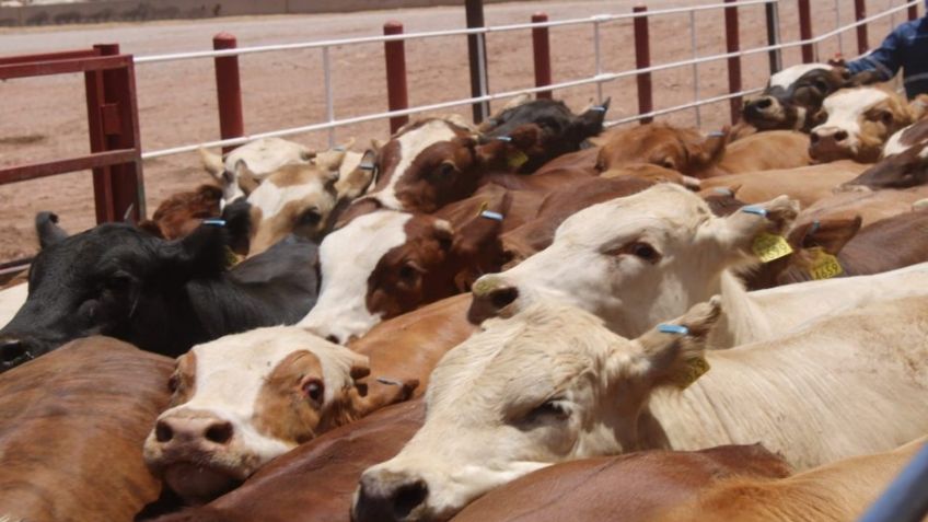 Sader en Sonora abre registro a productores para adquisición de mil sementales