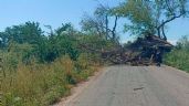 Foto ilustrativa de la nota titulada: Bomberos retirarán álamos peligrosos en la carretera Tesia-Navojoa