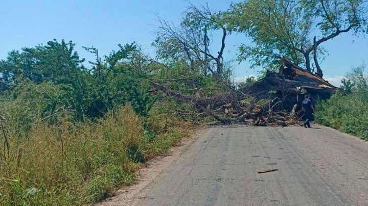 Bomberos retirarán álamos peligrosos en la carretera Tesia-Navojoa