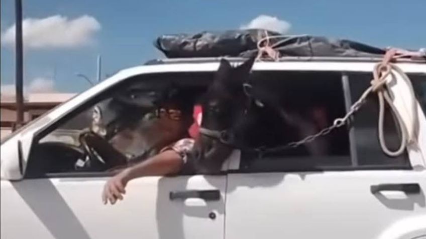 VIDEO: En Agua Prieta, sujeto transporta a CABALLO en Cherokee y se viraliza; usuarios de redes critican