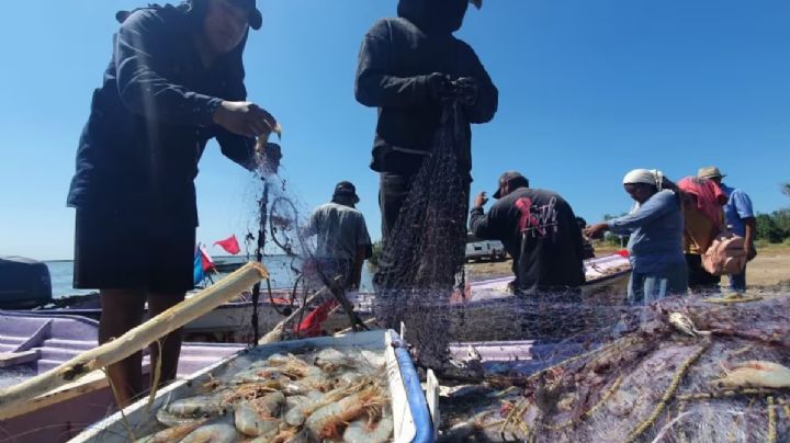 Pescadores en el Puerto de Yavaros tienen buen inicio de temporada de camarón