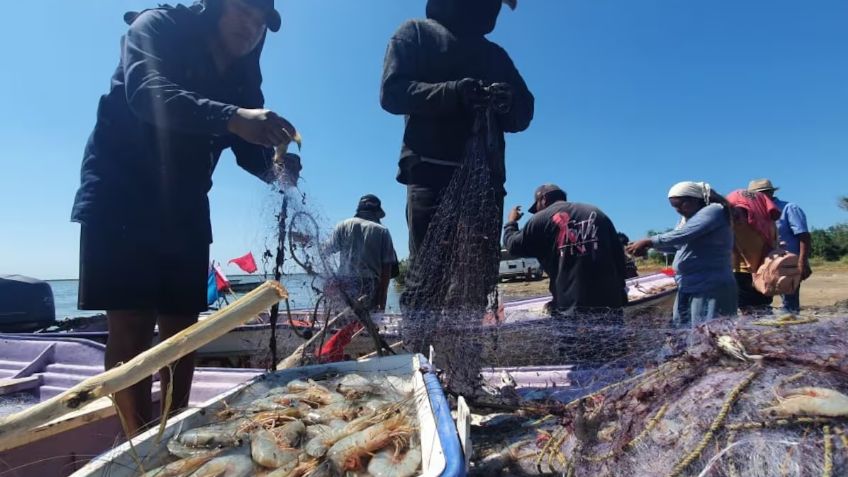 Pescadores en el Puerto de Yavaros tienen buen inicio de temporada de camarón