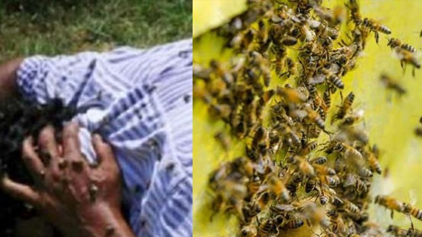 Trágico domingo: Muere exelemento de la policía municipal de Ciudad Obregón en ataque de abejas