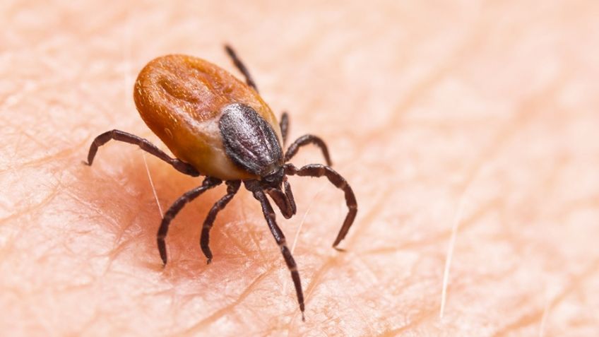 Cajeme es uno de los municipios menos afectados por rickettsiosis en Sonora