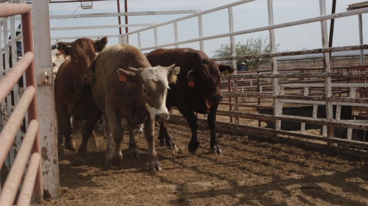 Detectan gusano barrenador en Nuevo León; EU refuerza su cerco sanitario
