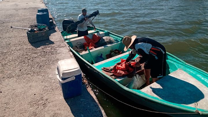 Sonora: Capturas de camarón se desploman por depredación en Empalme y Guaymas