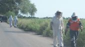 Foto ilustrativa de la nota titulada: Autoridades llaman a la calma ante presencia de abejas en Cajeme; evacúan escuela por panal cercano