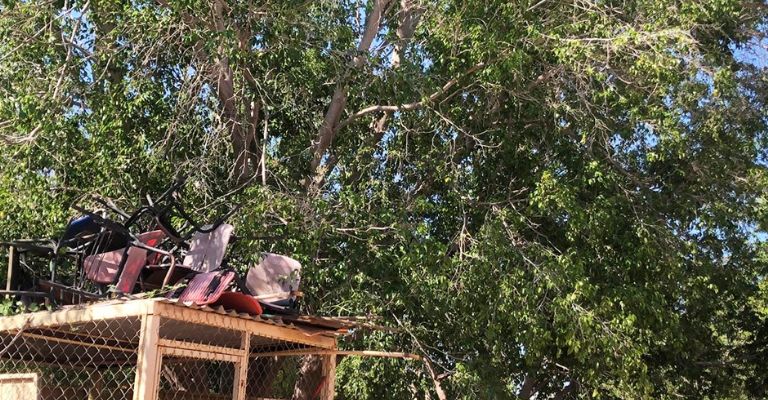 Evacúan escuela primaria en Ciudad Obregón por panal de abejas cerca de sanitarios