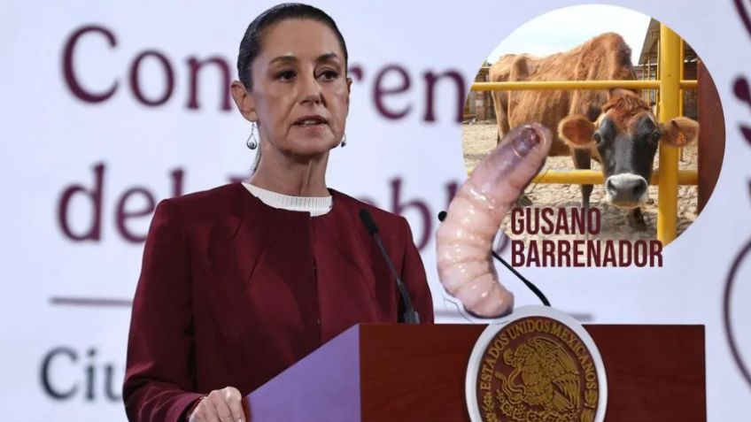 Sheinbaum afirma que acuerdo de importación de ganado a EU "va adelantado" tras brote de gusano barrenador