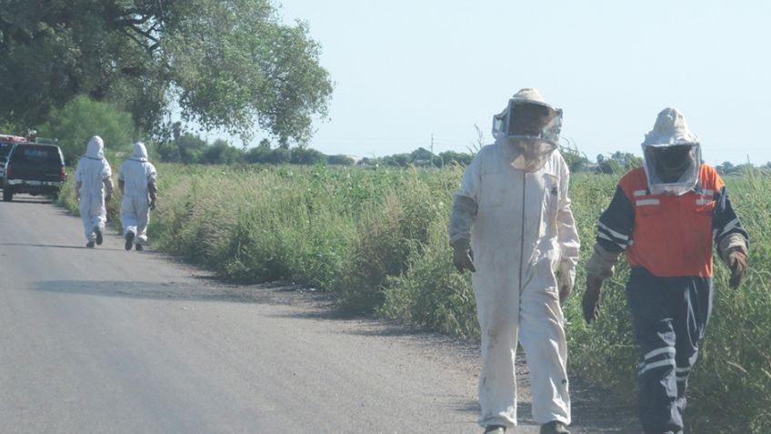 Autoridades llaman a la calma ante presencia de abejas en Cajeme; evacúan escuela por panal cercano