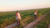 Foto ilustrativa de la nota titulada: Campos de Guaymas y Empalme esperan llegada de 16 mil jornaleros por temporada hortícola