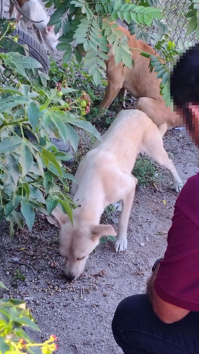 Rescatan seis perros y aseguran evidencias en cateo por crueldad animal en Navojoa