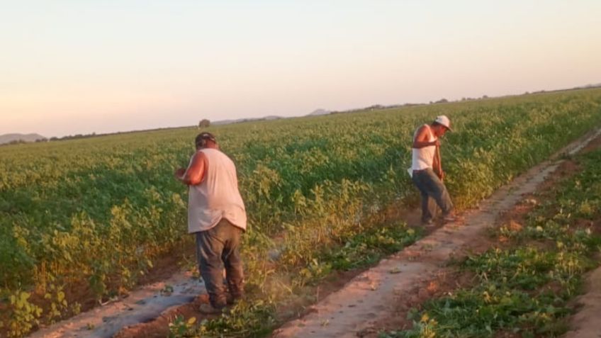 Campos de Guaymas y Empalme esperan llegada de 16 mil jornaleros por temporada hortícola
