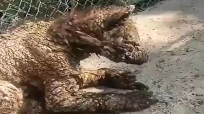 Denuncian abandono de osa parda en zoológico 'La Pastora' en Nuevo León; exigen a Profepa intervenir