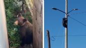 Foto ilustrativa de la nota titulada: Moviliza a cuerpos de emergencia avistamiento de oso en Cananea; ya está resguardado