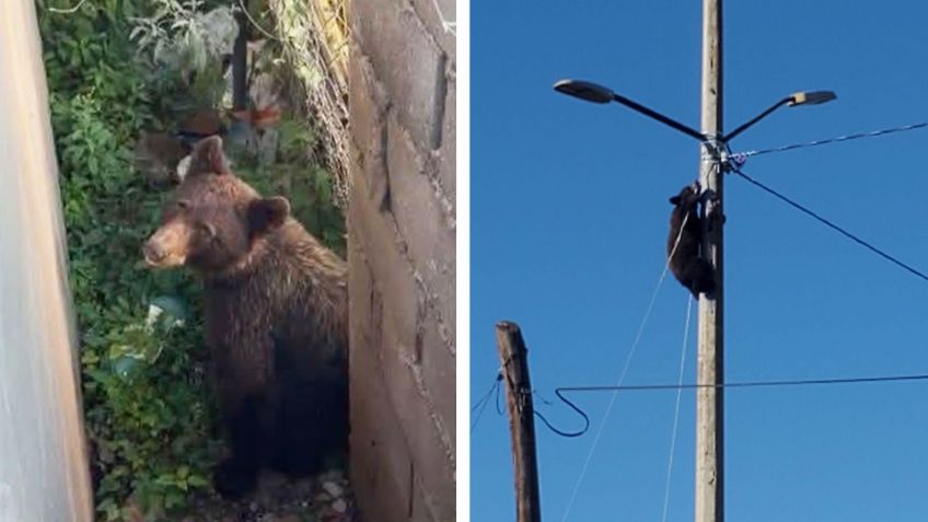 Moviliza a cuerpos de emergencia avistamiento de oso en Cananea; ya está resguardado