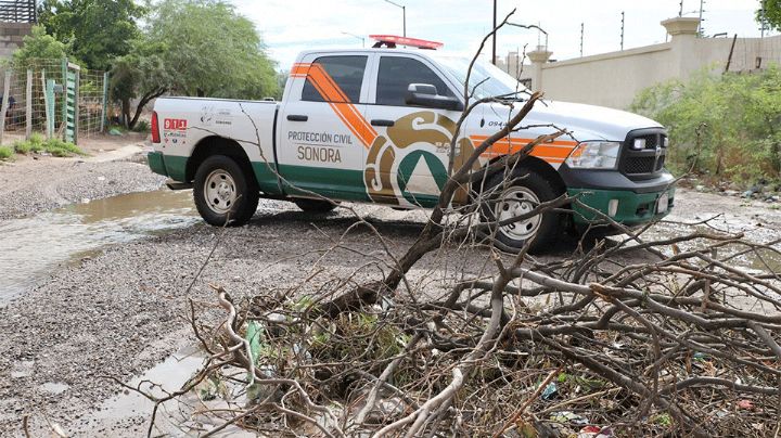 Lluvias en Sonora: Vehículos dañados y árboles derribados en Caborca y Hermosillo